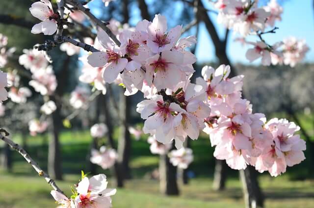 Amandiers en fleurs dans le parc de la Quinta de los Molinos